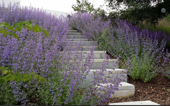 Котовник и шалфей дубравный