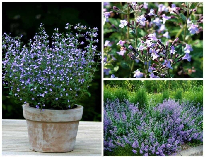 Душевик котовниковый (calamintha nepeta)