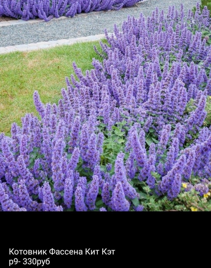 Котовник фассена уолкерс лоу