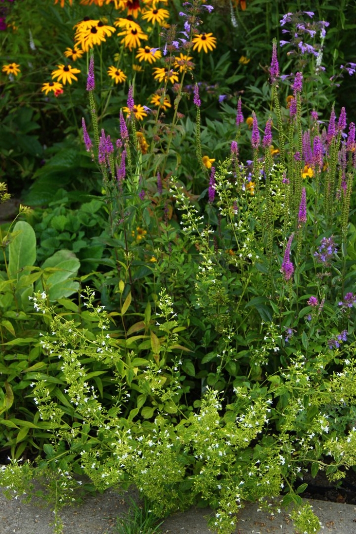 Дербенник иволистный