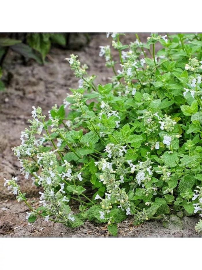 Котовник кистевидный сноуфлейк