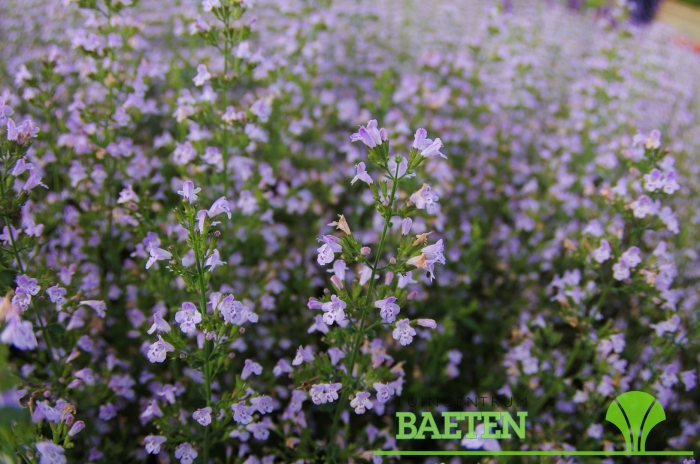 Душевик котовниковый ветерок