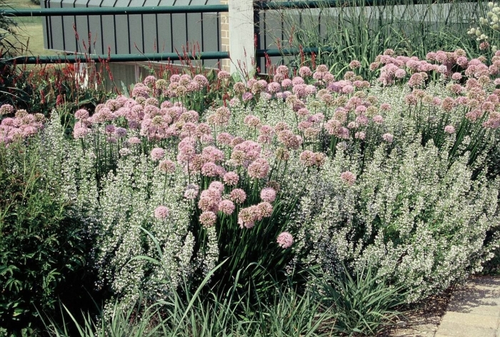 Allium senescens