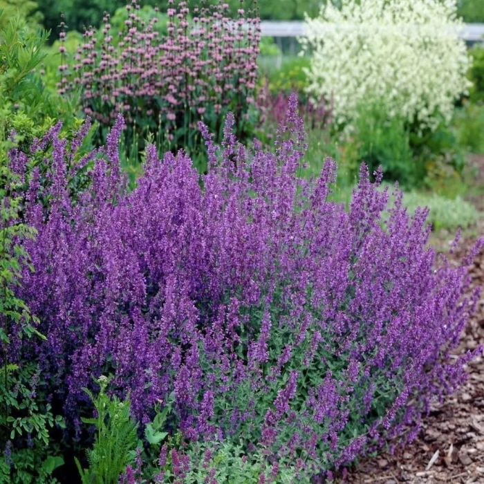 Котовник фассена кит кэт