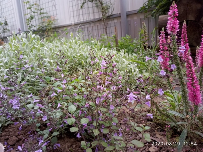 Шалфей дубравный salvia nemorosa