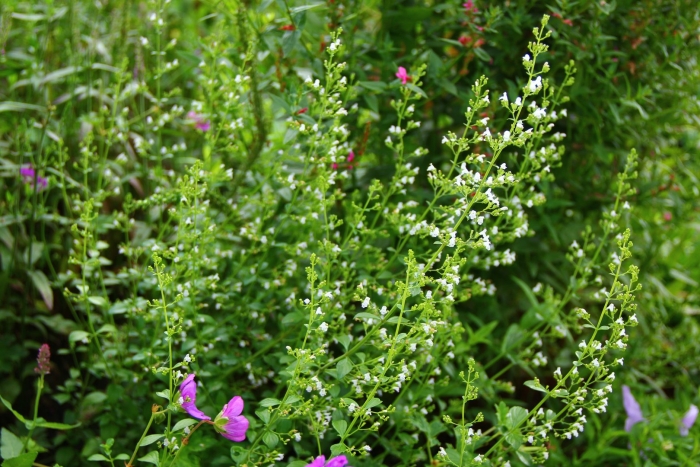 Душевик котовниковый(каламинта котовниковая)calamintha nepeta – 300