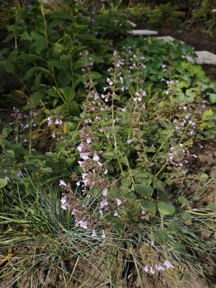 Котовник summer magic