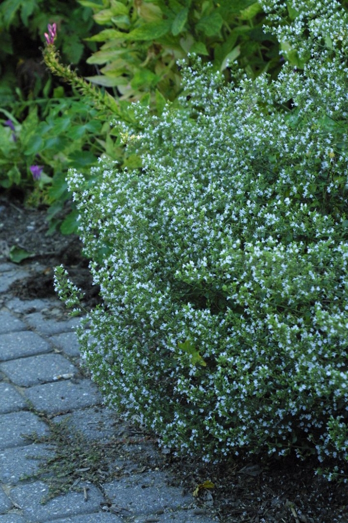 Душевик котовниковый