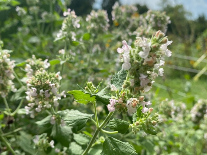 Котовник кошачий