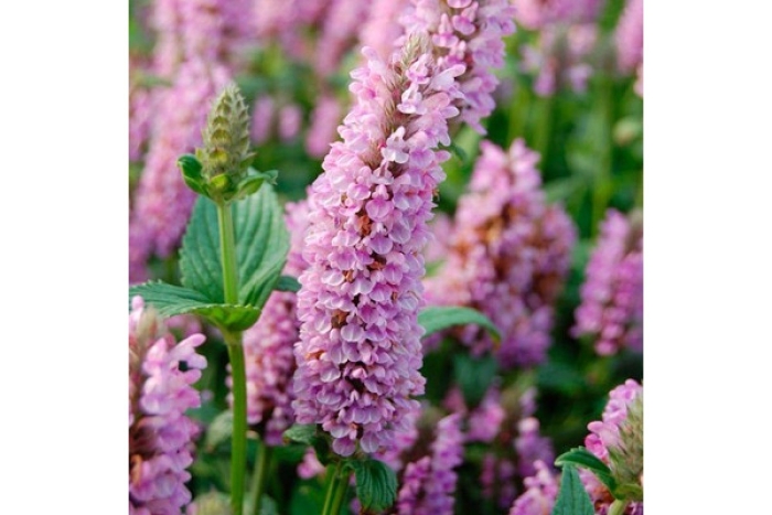 Котовник пинк кэт