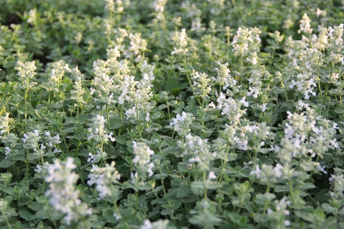 Котовник фассена