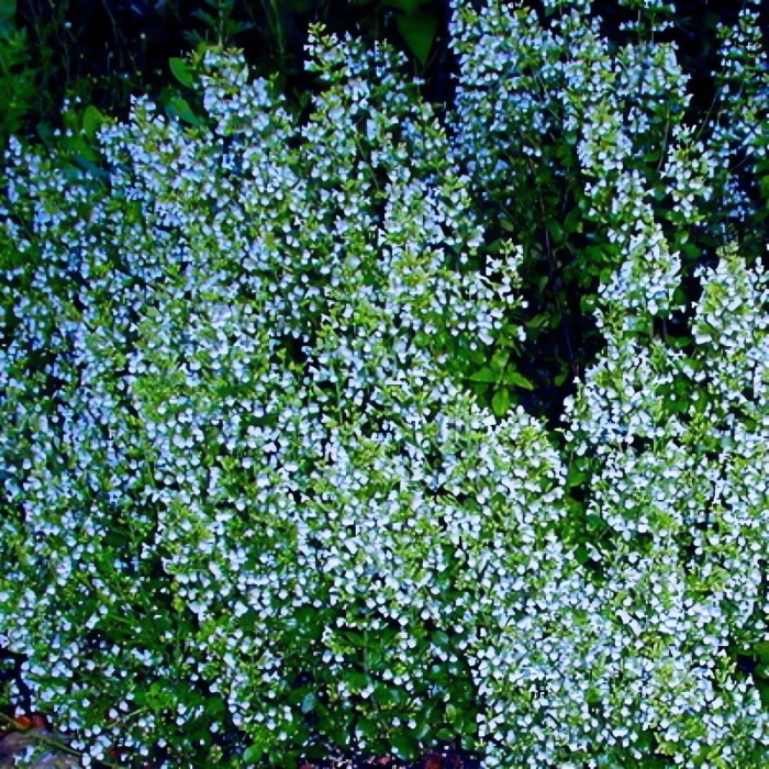 Душевик котовниковый (calamintha nepeta)