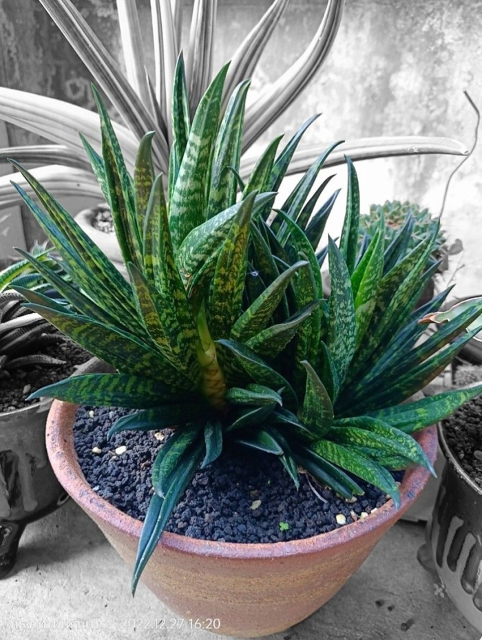 Sansevieria francisii