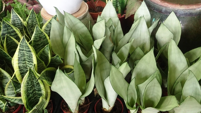 Сансевьера муншайн