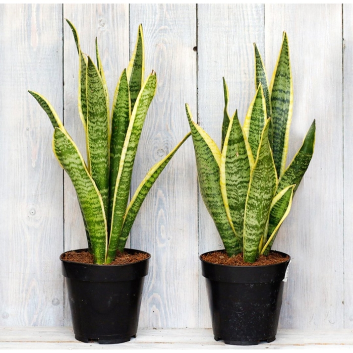 Сансевиерия трехполосная