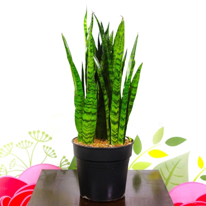 Сансевиерия зейланика