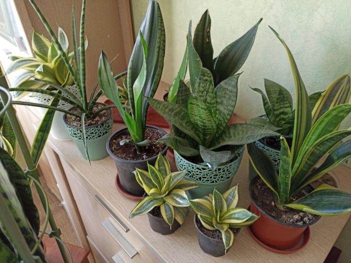 Сансевиерия ханни цветок