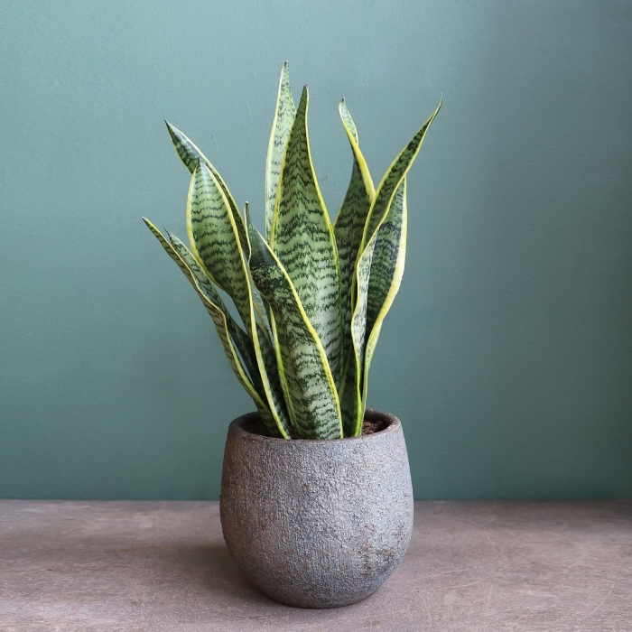 Сансевьера трехполосая