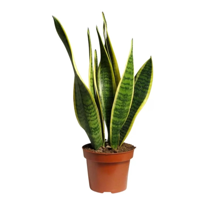 Сансевиерия лауренти