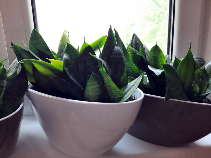 Сансевиерия низкорослая ханни