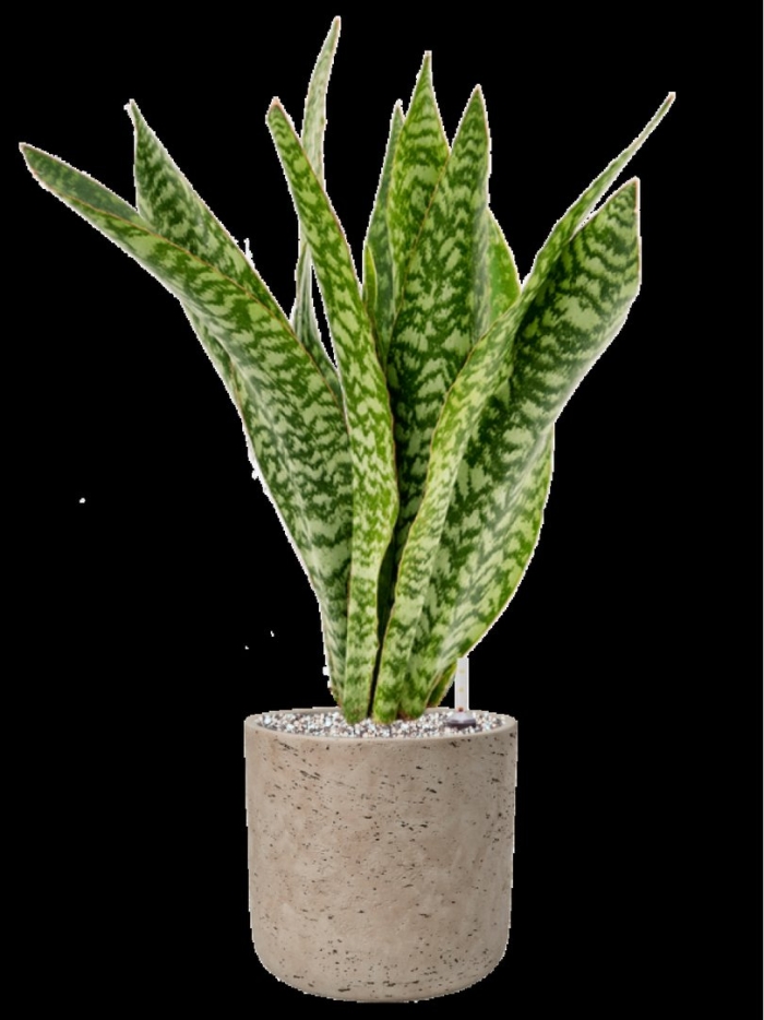 Сансевиерия аубрутиана драгон