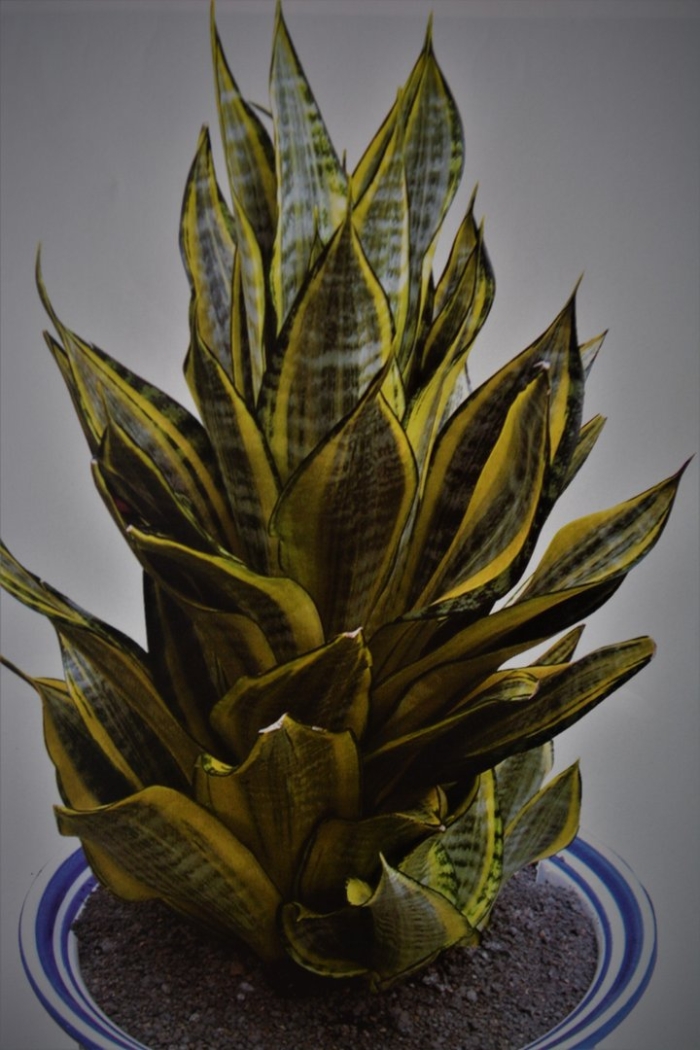 Сансевиерия оникс