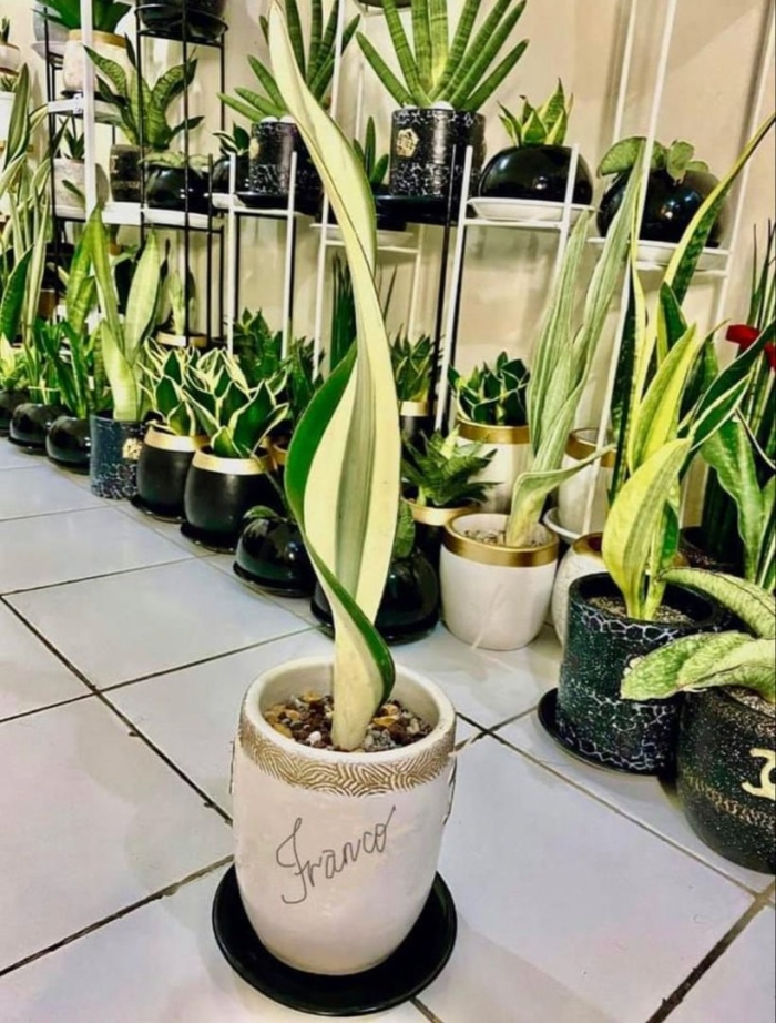 Sansevieria moonshine