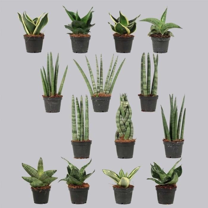 Сансевиерия плант микс