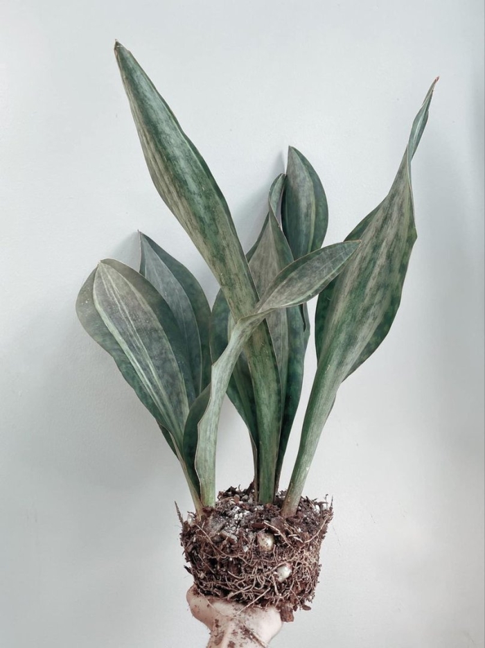 Sansevieria masoniana white var