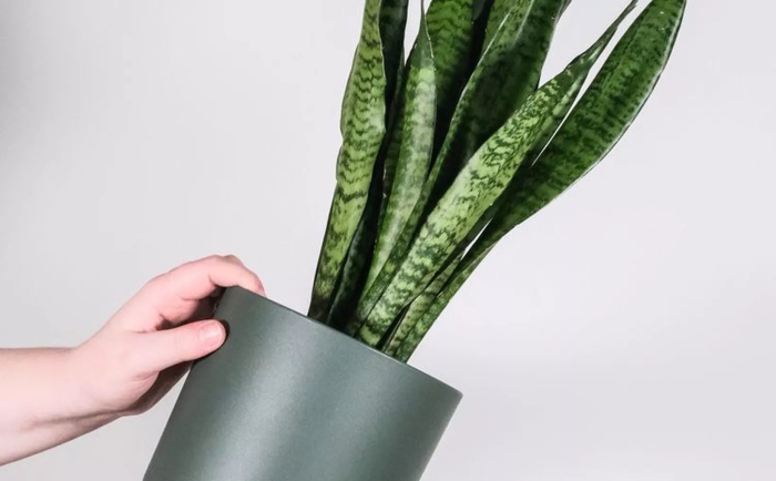 Сансевиерия на улице