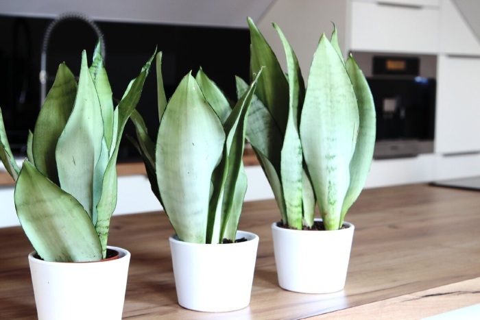 Сансевиерия муншайн