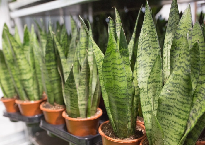 Сансевиерия зейланика компакта