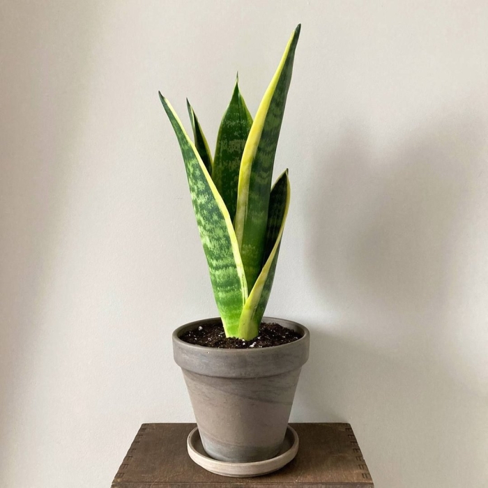 Растение сансевиерия