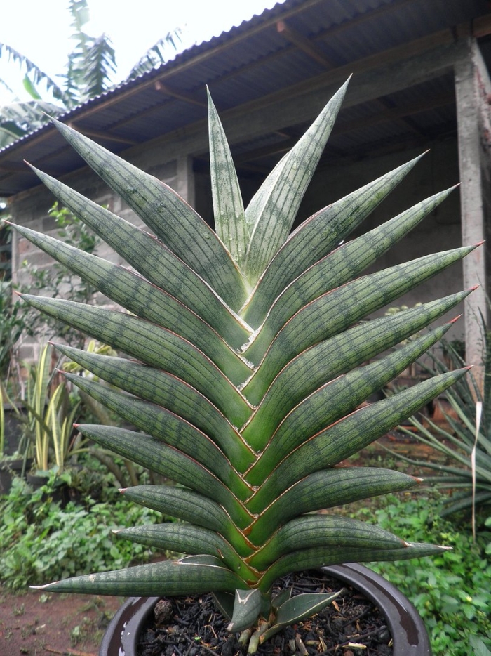 Sansevieria suffruticosa