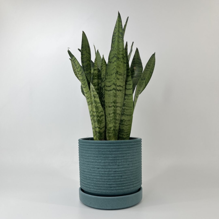 Сансевиерия лавранос сомалия