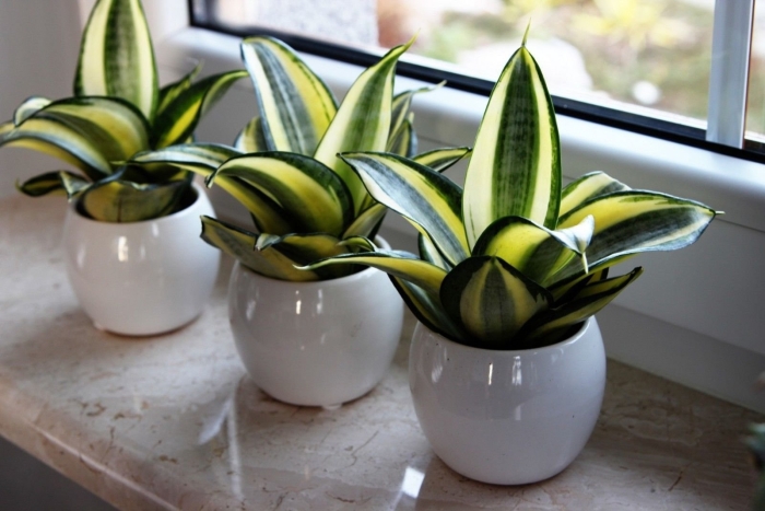 Ханни сансевиерия