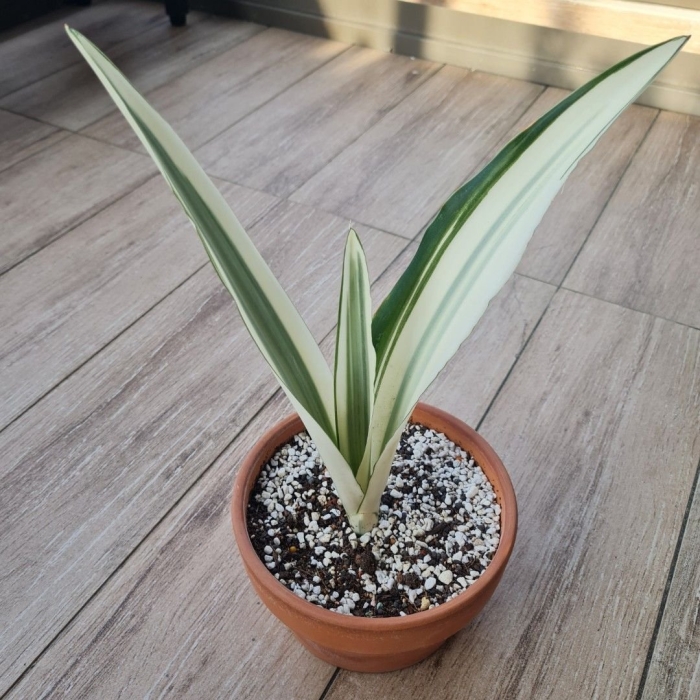 Сансевиерия бьюти квин