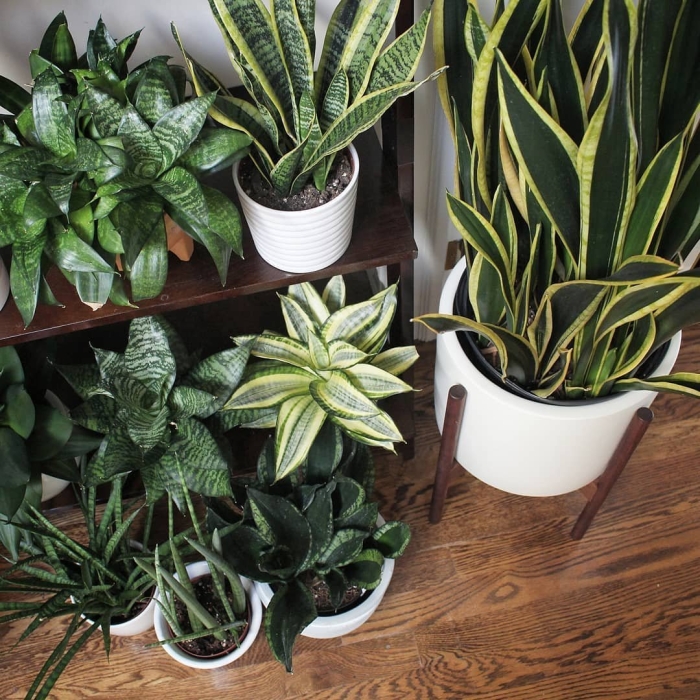 Сансевиерия плантс