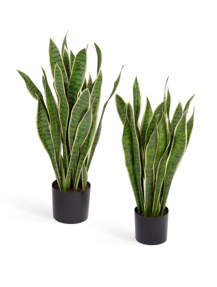 Лауренти сансевиерия