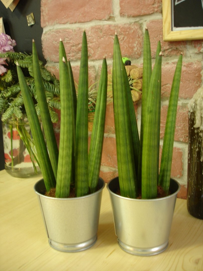 Сансевиерия цилиндрика цилиндрическая