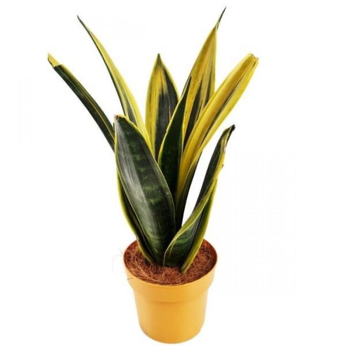 Сансевиерия еллоу страйп