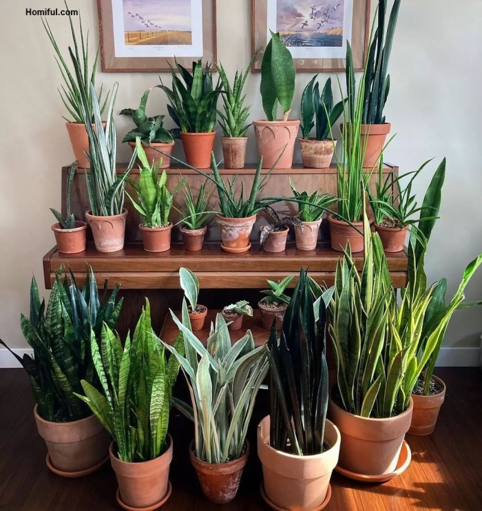 Сансевиерия сноу вайт