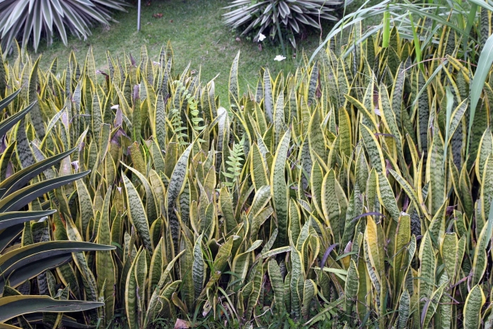 Сансевьера сансевиерия трехполосная