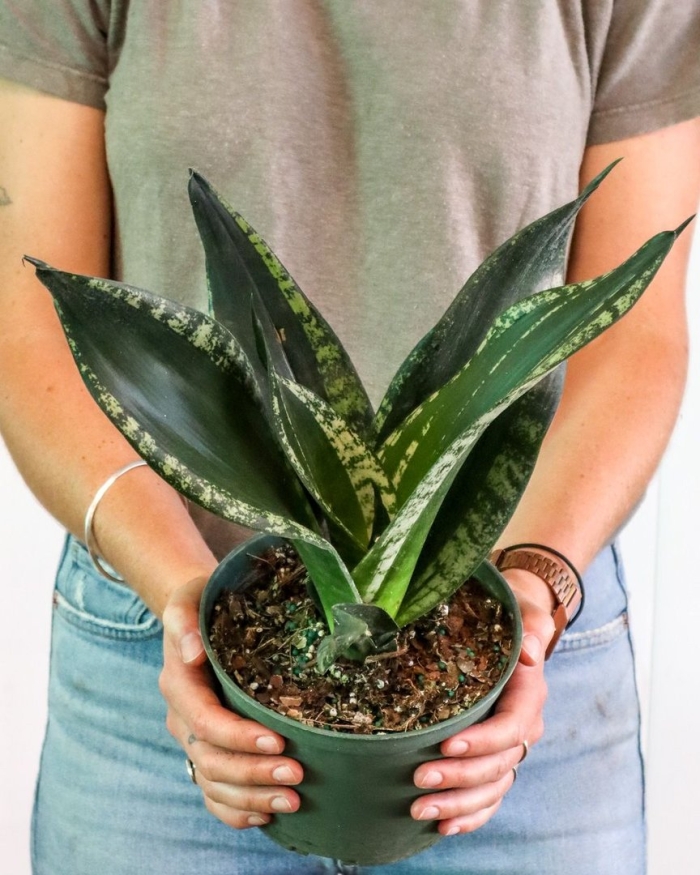 Сансевиерия уитни