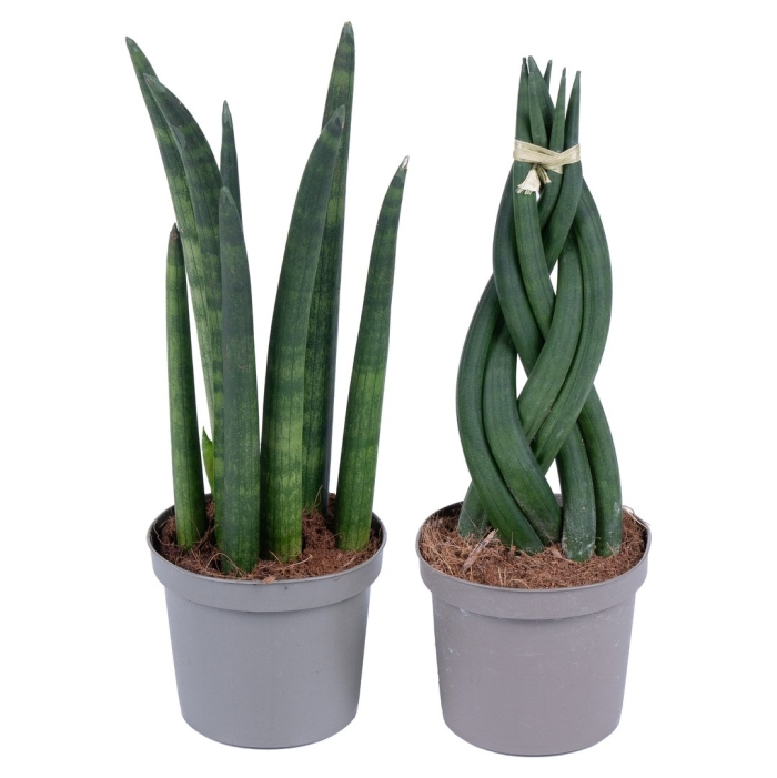 Сансевиерия цилиндрическая микс