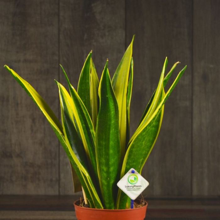 Сансевиерия фернвуд блэк