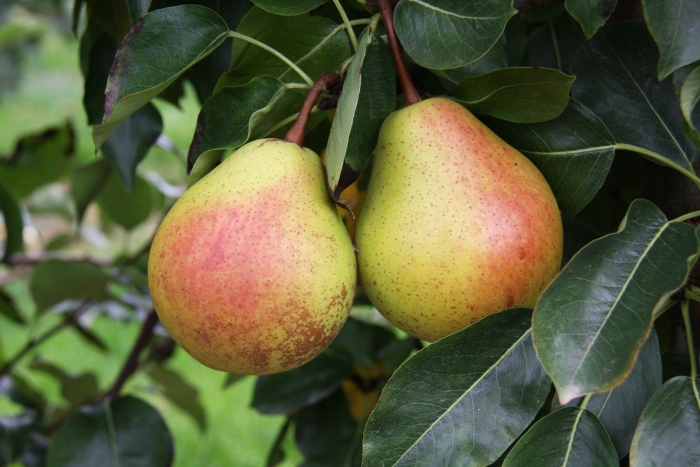 Груша богема