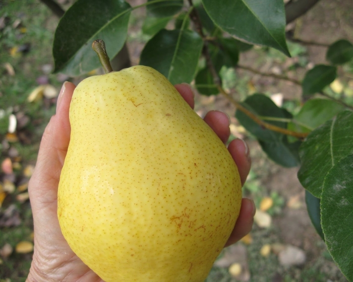 Груша сорт свердловчанка