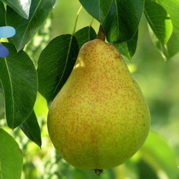 Груша лесная красавица