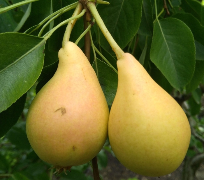 Груша аллегро